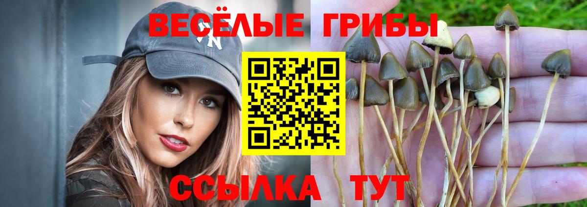наркота  Псилоцибиновые грибы Psilocybine cubensis  Вход с VPN  Северодвинск 